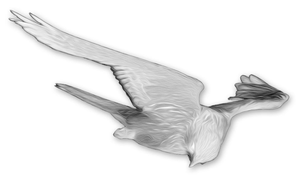 negative kestrel